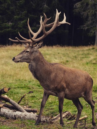 Can you hunt deer in Austria?