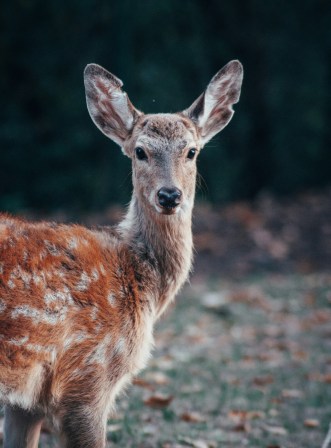 Can you hunt deer in Austria?