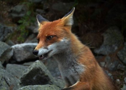 Fox Hunting in the Alps