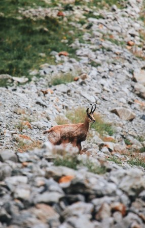 Hunting at High Altitudes in the Alps