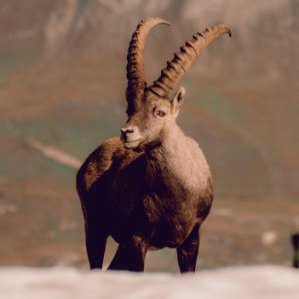 Alpine Ibex: The Monarch of the Alpine Heights