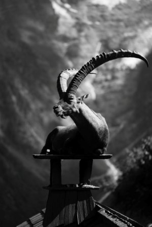 Alpine Ibex: The Monarch of the Alpine Heights